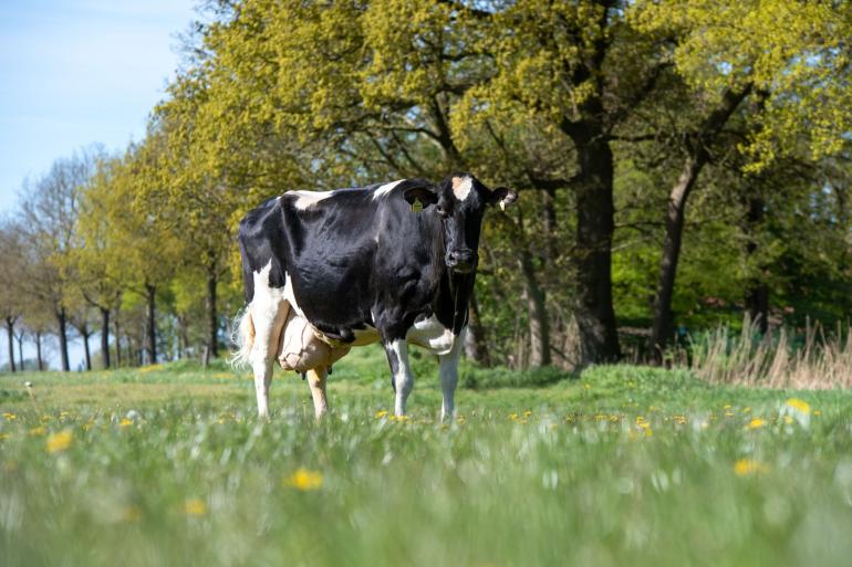 De zeventien jaar oude Idea is de zevende koe in Duitsland met 200.000 kg melk (foto: Dorothee Warder)