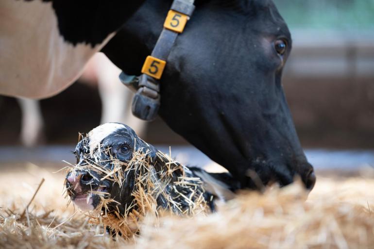 Koeien die een kalf zogen laten in de melkstal de melk minder vlot schieten
