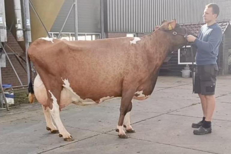 Kodakdochter Gretha 45 produceerde al 129.000 kg melk en 11.500 kg vet en eiwit