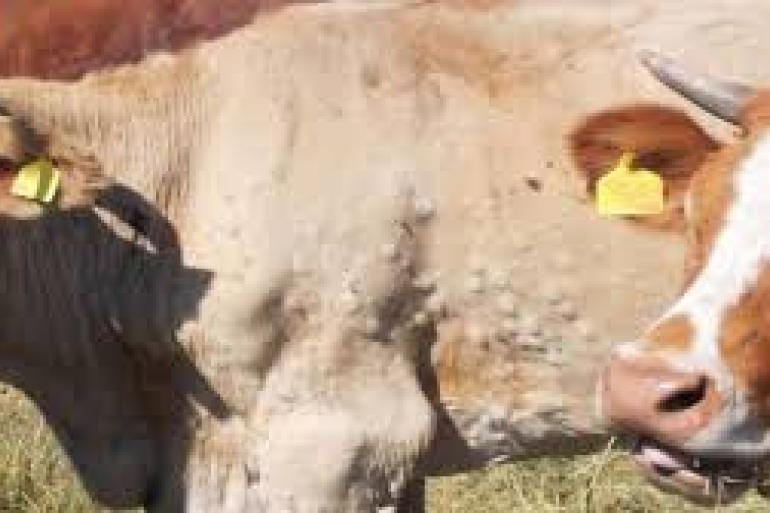 De besmette dieren zijn ongevaccineerde kalveren van ongeveer vier maanden oud. De moeders van de kalveren waren wel gevaccineerd.