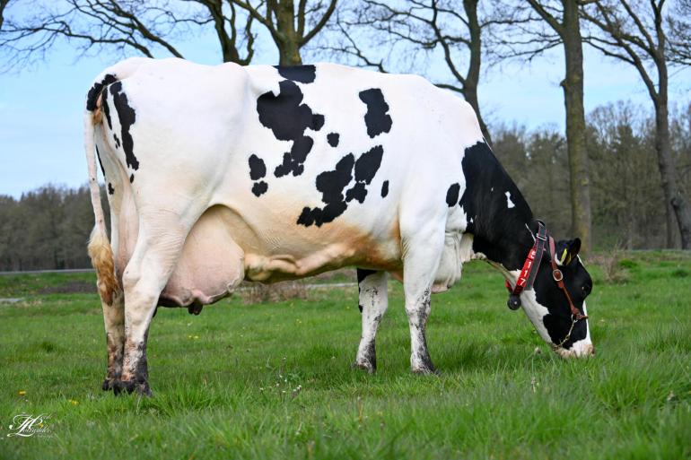 G.N. Hiawatha leek als jonge koe helemaal niet zo duurzaam, maar is als 15-jarige nog krijtgaaf (foto’s Henk Lomulder)