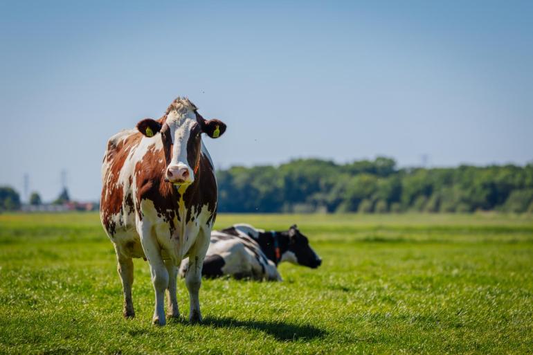 Het kabinet voert een grondgebondenheidsnorm in van 2,6 gve per hectare als eindnorm in 2035