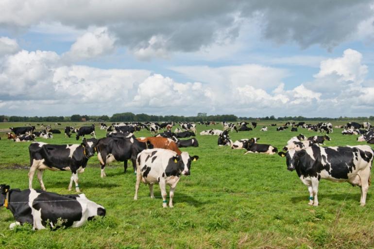De regen die deze week valt, gaat op veel bedrijven zorgen voor een fikse grasgroei, verwacht Arnee Korevaar van De Heus