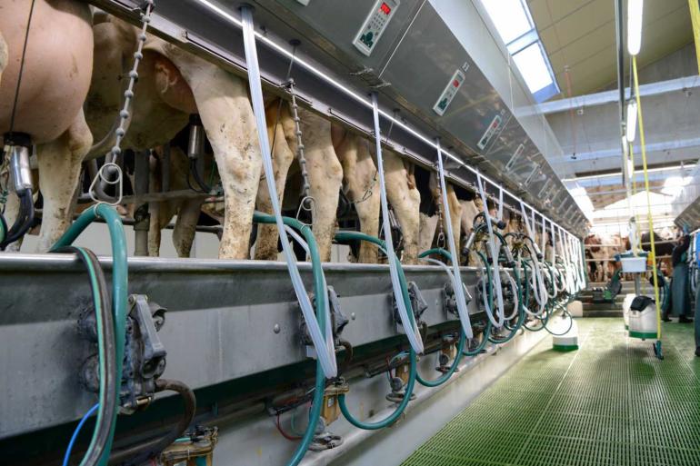 Een gemiddeld melkveebedrijf in België produceerde in 2025 net geen acht ton melk