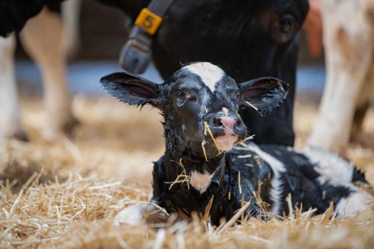 Vooral in de eerste helft zag DGZ bij verwerpers letsels die wijzen op een doorgemaakte infectie met het blauwtongvirus