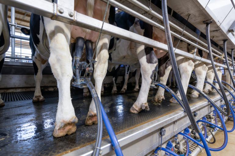 De Melksensor wordt geplaatst in het slangetje onder de melkbeker (foto: CowManager)