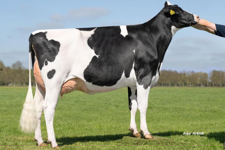 Vaarzenkampioene van de UFF-wintershow Remarlinda 1722 (v. Parfect) produceert 50 kg melk per dag