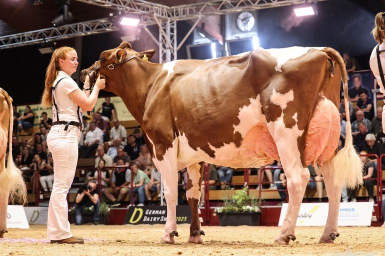 ZR Helene (v. Absolute) pakte vier jaar geleden het algemeen kampioenschap bij roodbont (foto: Guillaume Moy)