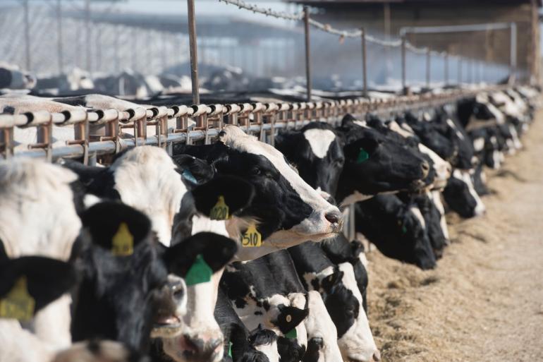 Er is bij Amerikaanse holsteinkoeien voldoende genetische variatie om met succes te fokken op hittetolerantie zonder in te leveren op de genetische aanleg voor melkproductie en vruchtbaarheid