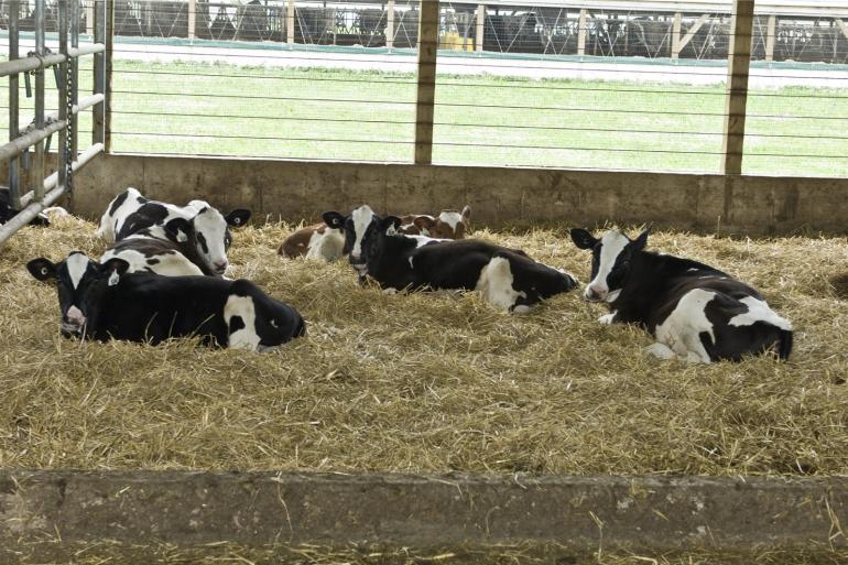 In 2022 werd nog 36,6 procent van de holsteinkalveren geboren uit een inseminatie met een dochtergeteste stier, in 2025 was dit gedaald tot 23,5 procent