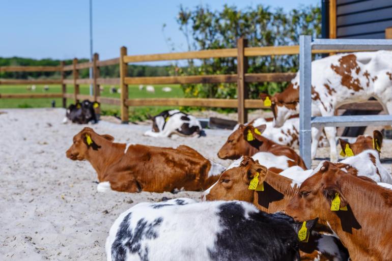 De kalversector wil dat in 2040 de helft van alle vleeskalveren toegang krijgt tot een buitenuitloop