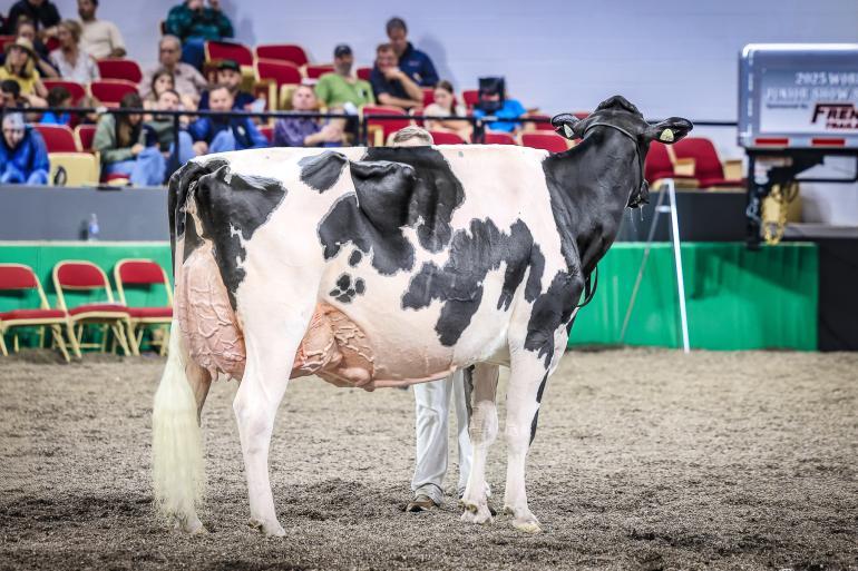 Kandy Cane werd algemeen kampioene bij de zwartbonte holsteins op de World Dairy Expo in 2025 (foto: Guillaume Moy)