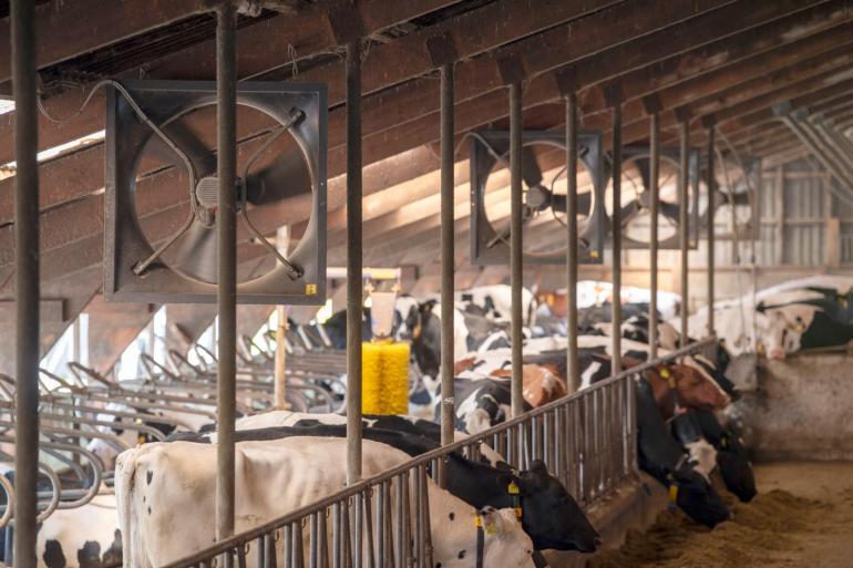 Dochters van koeien die tijdens de dracht hittestress hebben gehad, produceren later gemiddeld 2,2 kilogram melk per dag minder. Bij kleindochters wordt nog een verlies van 1,3 kilogram per dag gemeten