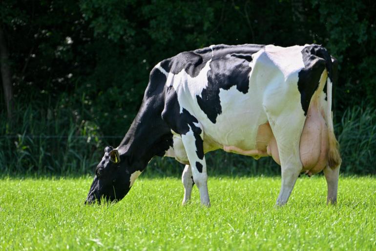 Voor de familie Baak is de vijftienjarige Cato 259 nu al de tweede koe die de bijzondere trilogie honderdtonner, tientonner en sterkoe 3 voltooit (foto: Henk Lomulder)
