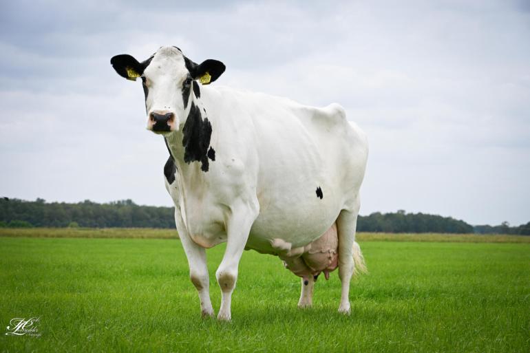 De spierwitte Zwartje is met haar enorme middenhand, fraaie type en attente kop nog altijd een opvallende verschijning (foto: Henk Lomulder)