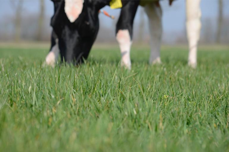 Gemiddeld is de gemeten verhouding tussen re en vem van versgrasmonsters hoger dan de berekende verhouding in de KringloopWijzer