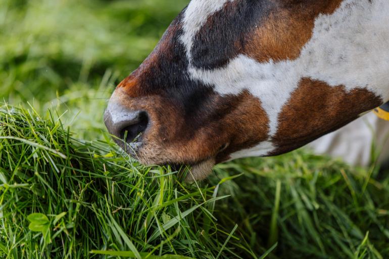 De versgrasdata laten een dagje langer op zich wachten