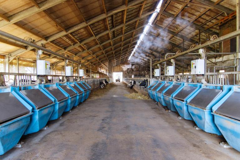 Met 1,5 kg melk per kg droge stof voer produceren de koeien van de familie van Gastel ruim 13.000 kg melk met 3,91% vet en 3,52% eiwit in 305 dagen