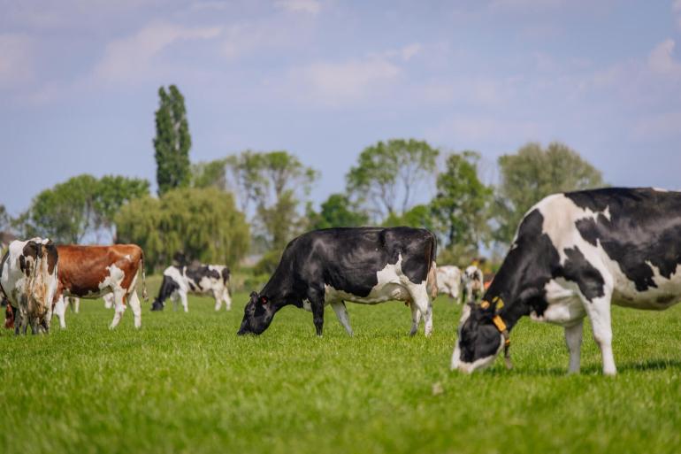 Beweiders kregen hogere toeslagen en hadden lagere kosten dan niet-beweiders