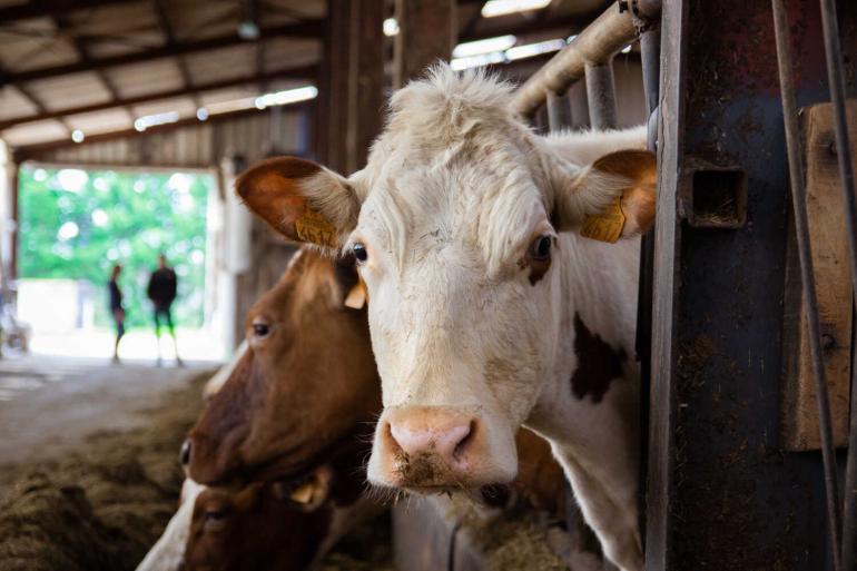 Het aantal Franse mpr-koeien daalde naar bijna 1,8 miljoen