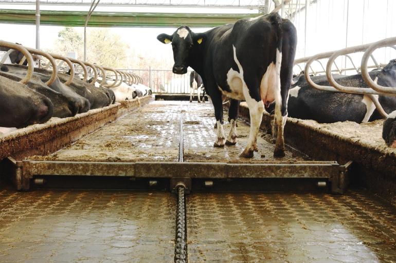 Nagenoeg alle deelnemers  van Koeien & Kansen halen de emissienorm van 0,164 kg ammoniakemissie per fosfaatrecht niet.