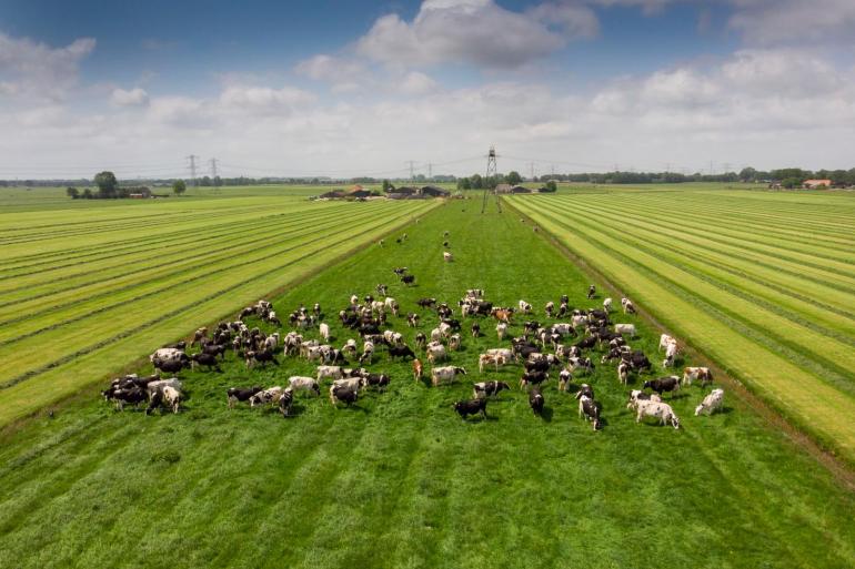 Om aan de norm van 2,6 gve per hectare te voldoen zal volgens de Rabobank ongeveer 30 procent van de melkveehouders de bedrijfsvoering moeten aanpassen