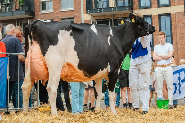 Leeuwke 83 (v. Kingmaster) wint het algemeen kampioenschap in Balk (foto: Floor Schut)