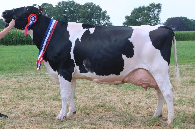 Betje 300  wint het de seniorentitel bij zwartbont, alsook het algemeen kampioenschap (Foto Bert Aman)