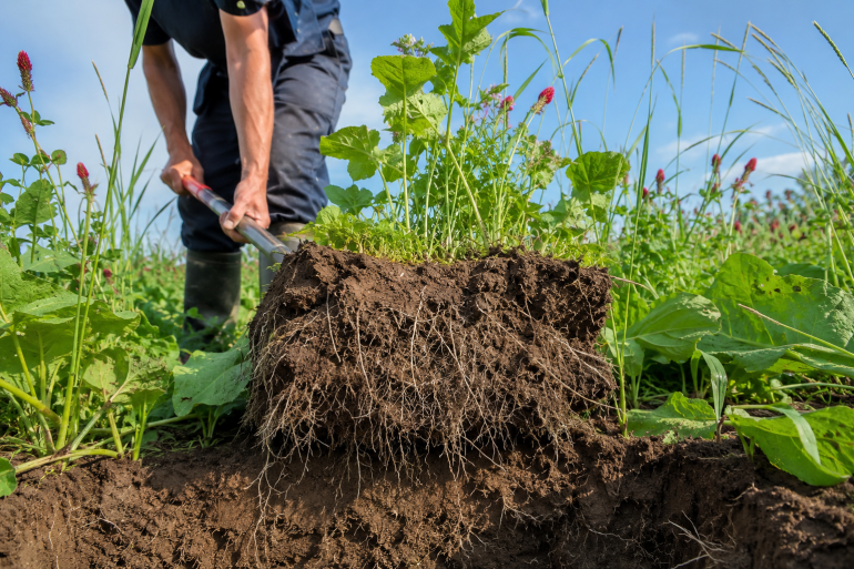 Vroege maisoogst biedt mogelijkheden om andere vanggewassen in te zetten (foto: ForFarmers)