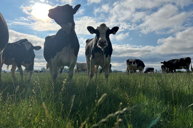 Het gras staat dun en het is voor de koeien best lastig om voldoende gras op te nemen.