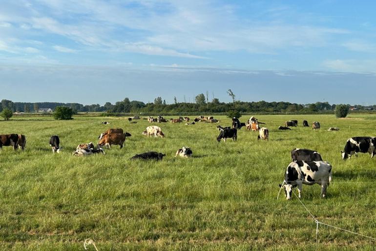 Om in de zomer goed te kunnen weiden is een smakelijk grasaanbod en een vaste regelmaat in het systeem volgens de Weideman onmisbaar