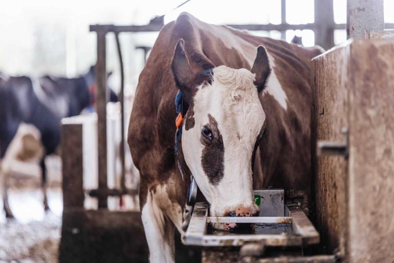 Voor iedere liter geproduceerde melk heeft een koe ongeveer vier liter water nodig