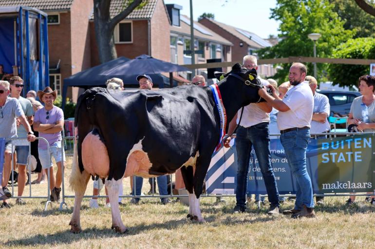 De bijna zeven jaar oude Wekken-Holstein Martha 111 zegevierde in Hellevoetsluis (foto: Lisette in ‘t Hout)