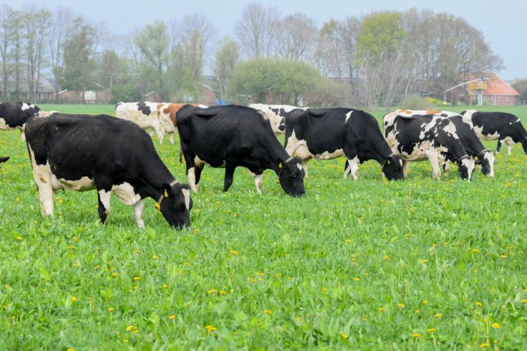Door een lagere melkproductie per koe kunnen biologische bedrijven niet voldoen aan de voorgestelde CO₂-norm 