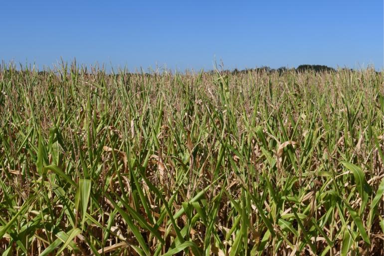 Droogte zorgt voor flink verlies aan kwaliteit en opbrengst
