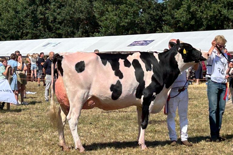 Algemeen kampioene Mattenhof Haniko Horsika is een kleindochter van de met 96 punten ingeschreven Hanna-Vray