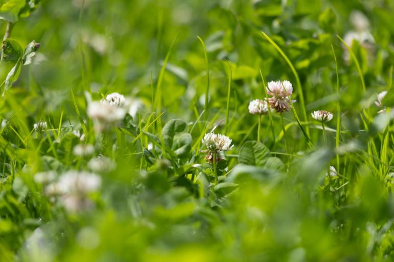 Klaver bleek gevoeliger voor de invloed van antibioticaresten dan gras