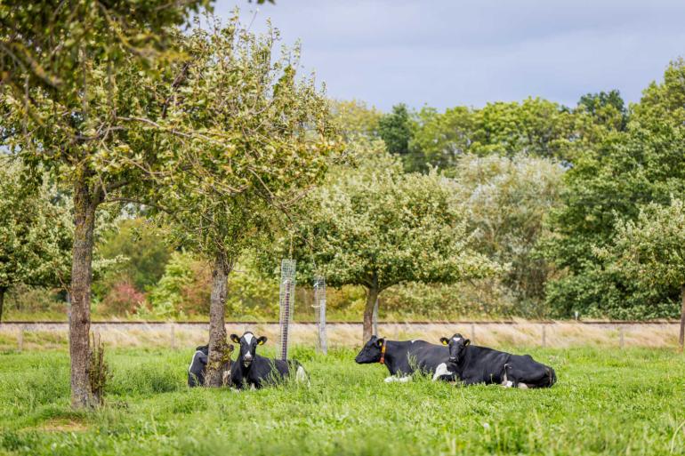Rondom de boerderij liggen hoogstamboomgaarden waarin het jongvee en de droge koeien worden geweid