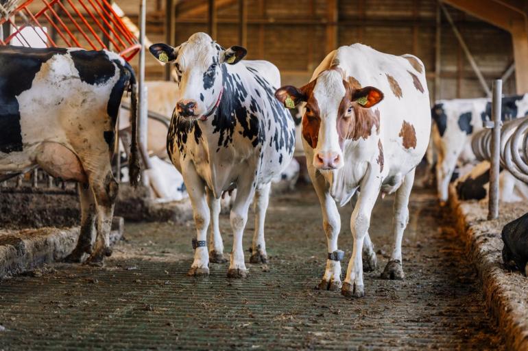 Extra Nederlandse overheidseisen leiden volgens de NZO niet vanzelf tot meer vraag of een hogere waarde voor Nederlandse zuivel