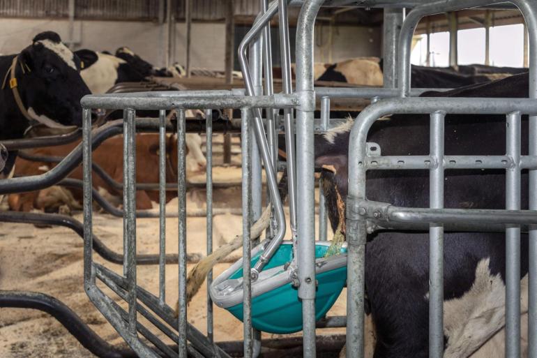 Urine wordt in een Cowtoilet opgevangen door de koe te stimuleren om te gaan plassen