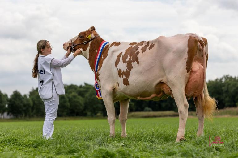 De roodbonte Batouwe Agnenci werd in Scherpenzeel uitgeroepen tot Miss Cowvalley (foto: Lorena Meuleman)