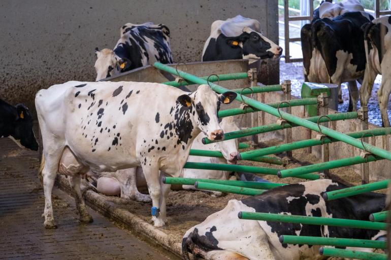 Een van de maatregelen in de AMvB is een minimumoppervlakte per dier in de stal