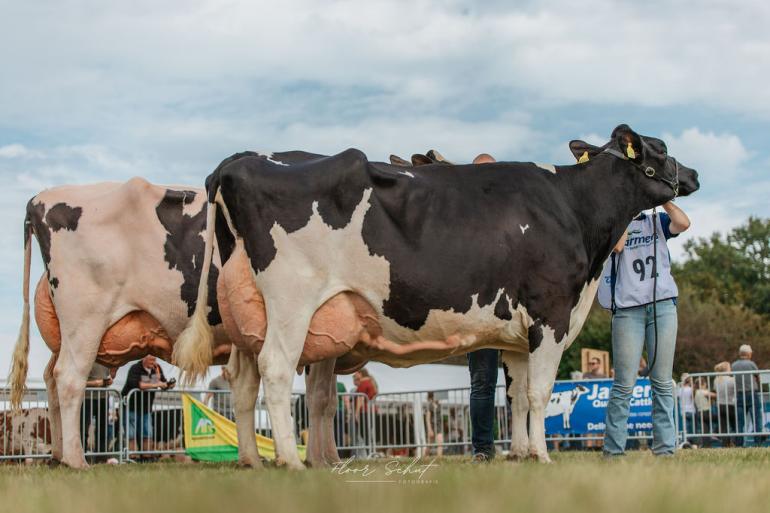 Het kampioensduo bij de oudere zwartbonten, voorop Kossinkhoeve Talya 12, met daarachter Chrisje 63 (foto: Floor Schut)