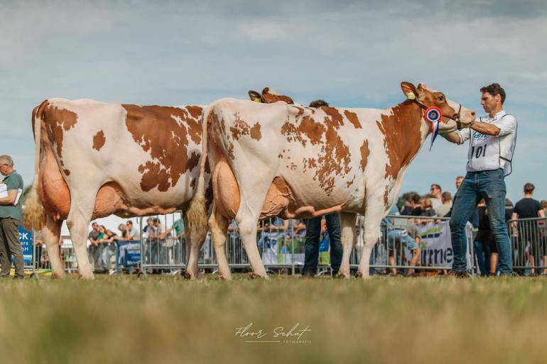Edelweiss (v. Julandy) breidde haar zegereeks in Eibergen verder uit (foto: Floor Schut)