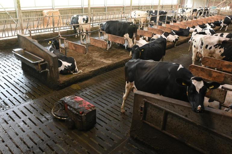 Een mestschuif of mestrobot kan volgens het Veekompas bijvoorbeeld zorgen voor een emissiereductie van 10 tot 15 procent