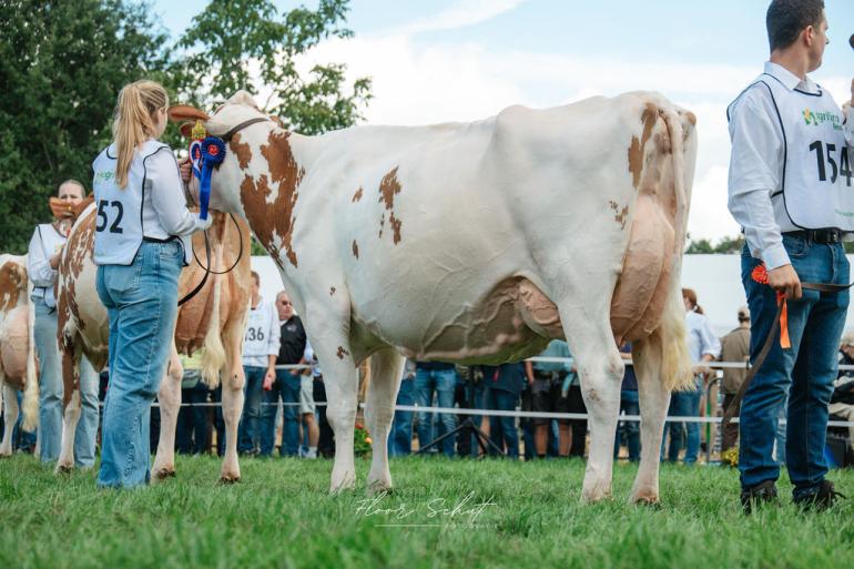 Powerdochter Lonia 362 van Johan Uenk uit Nijbroek was de sterkste roodbonte in Twello (foto: Floor Schut)