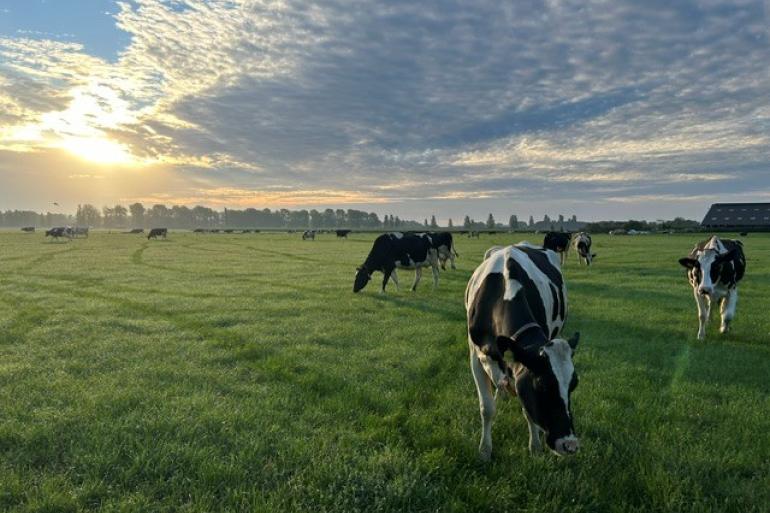 Regen en warmte zorgen voor een nieuwe opleving van de grasgroei