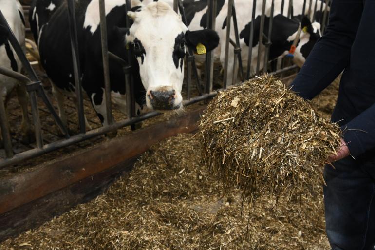 Ondanks een hogere voeropname presteerden koeien met tweefasevoeding tijdens de droogstand niet beter dan koeien die de hele droogstand hetzelfde rantsoen kregen