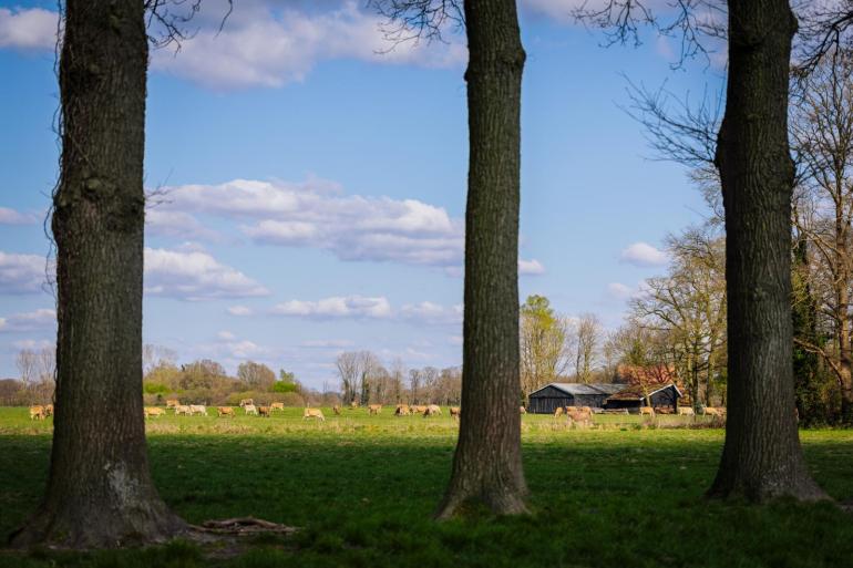 Koeien van extensieve bedrijven staan minder uren op stal en veel mest komt rechtstreeks in de wei terecht. Het beleid stuurt echter op emissies vanuit de stal en de mestopslag