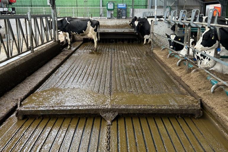 De rubberen stalvloer heeft sleuven waarin mest en urine worden opgevangen (foto: V17 Agro)